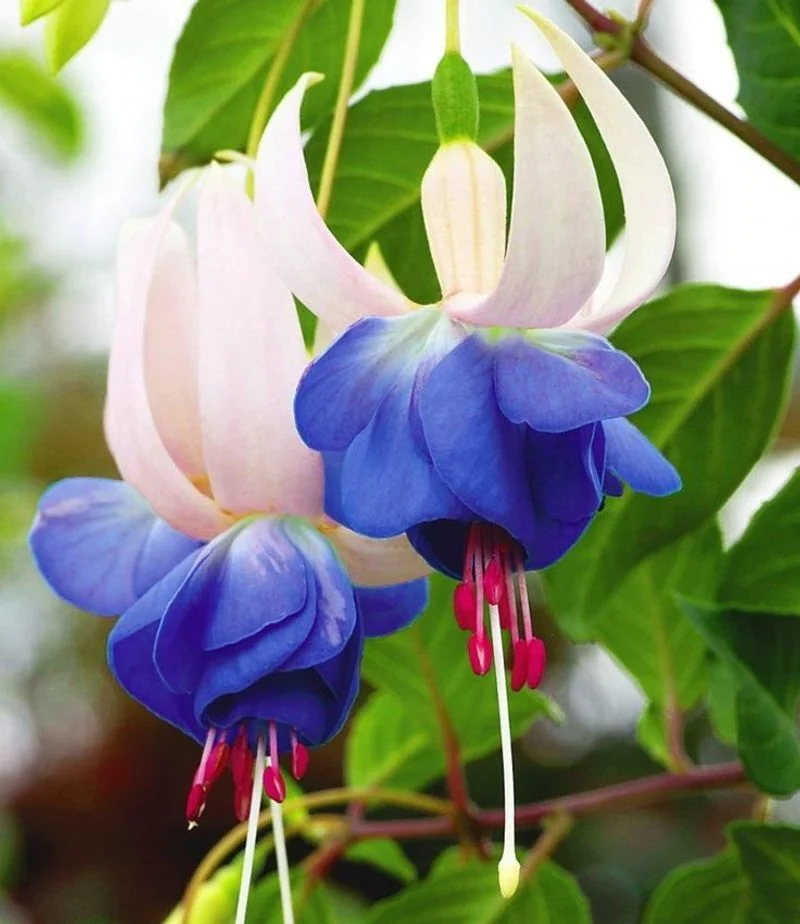 Fuchsia