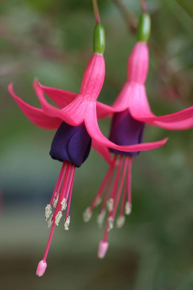 Fuchsia