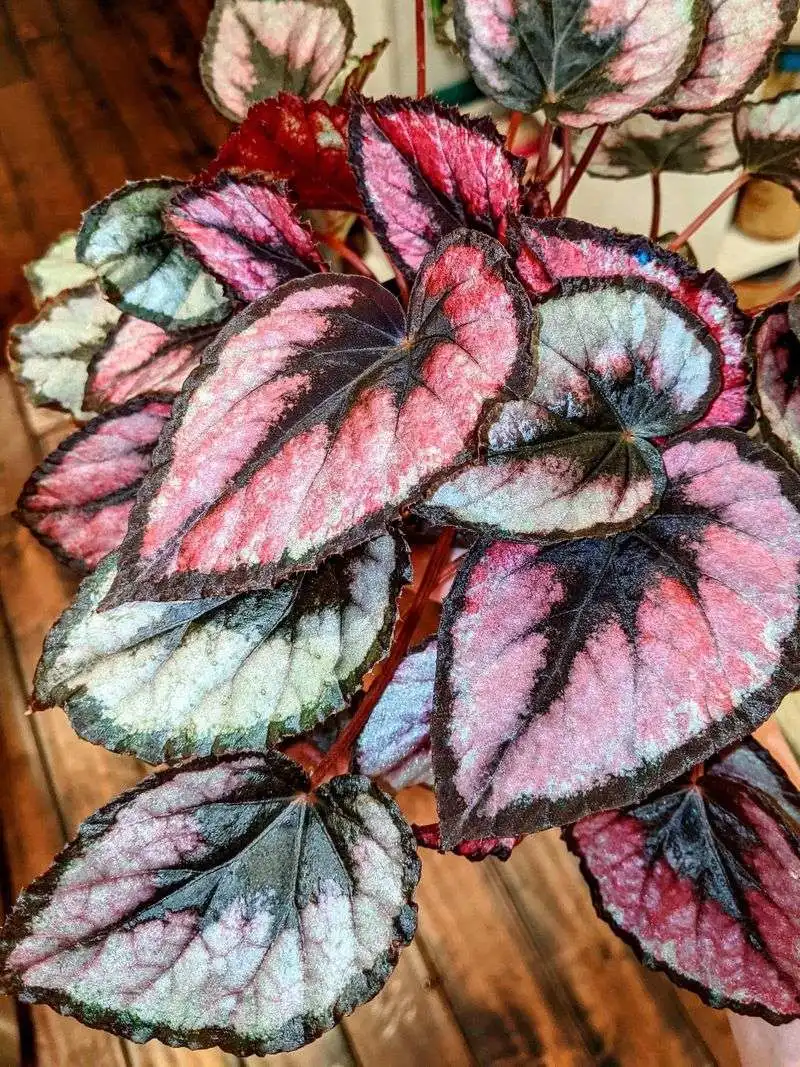 Begonia (Cane or Rex)
