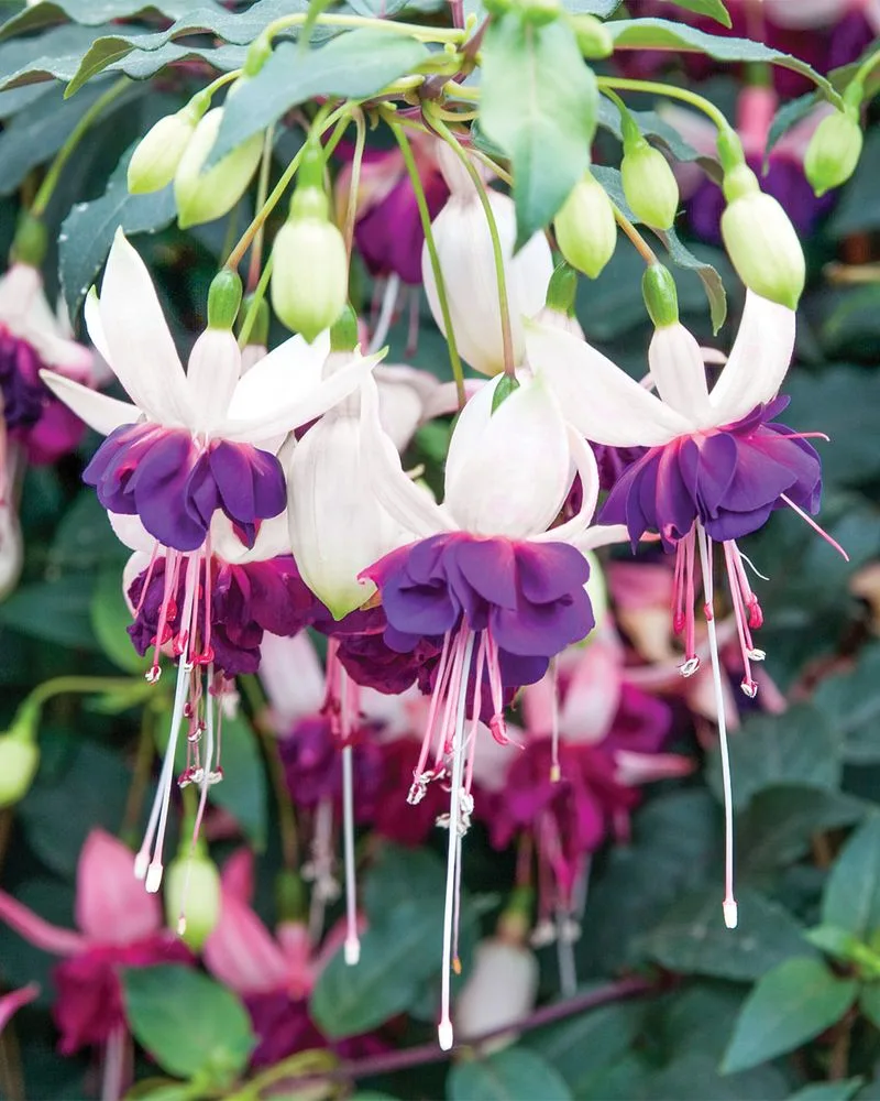 Fuchsias