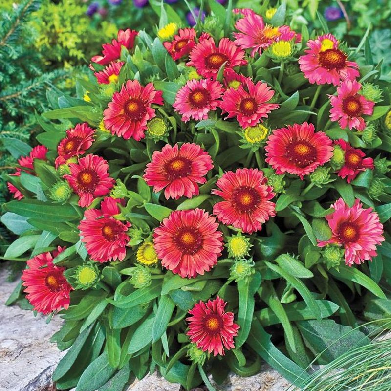Gaillardia