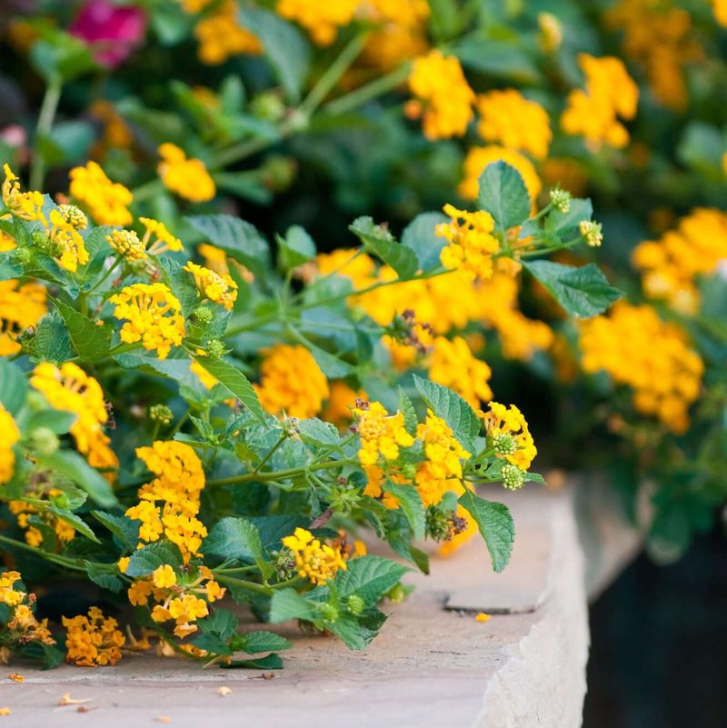 Lantana