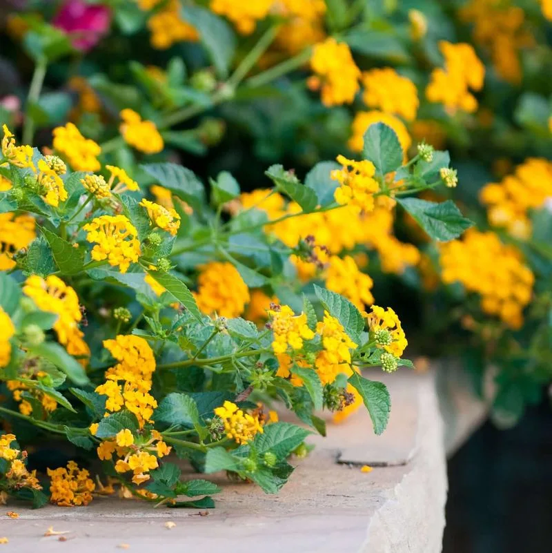 Lantana