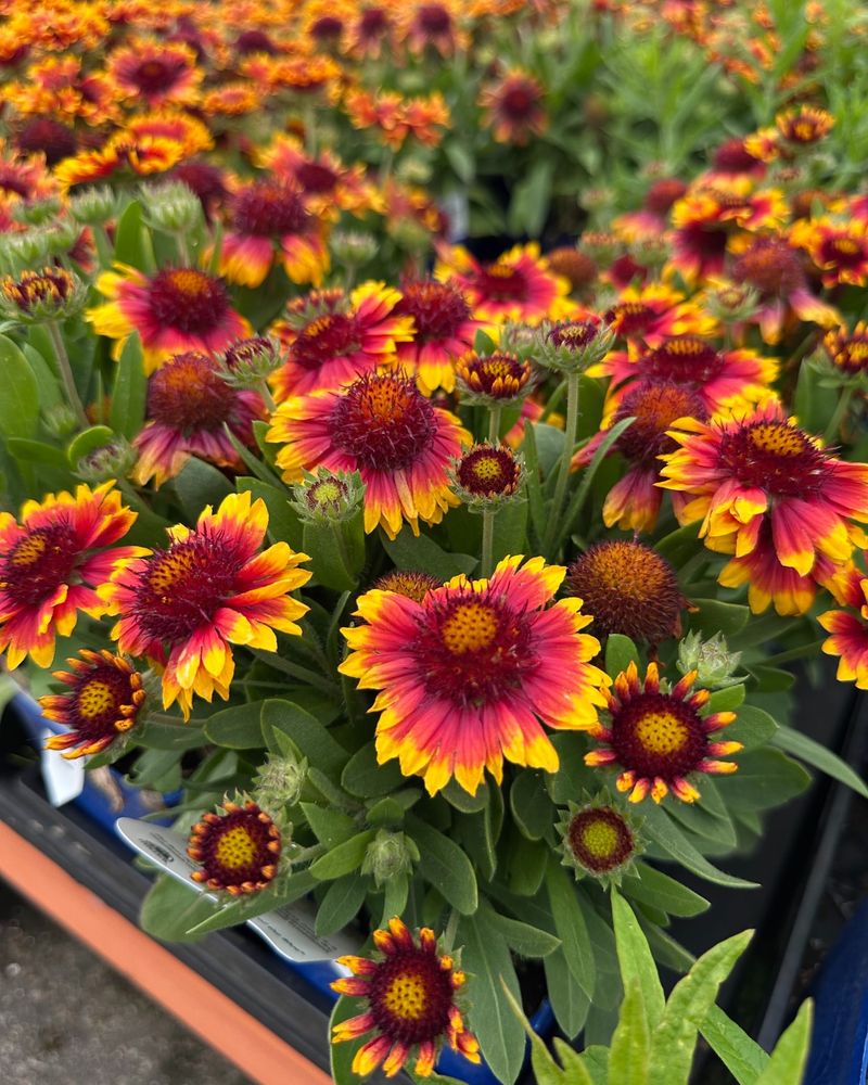 Gaillardia