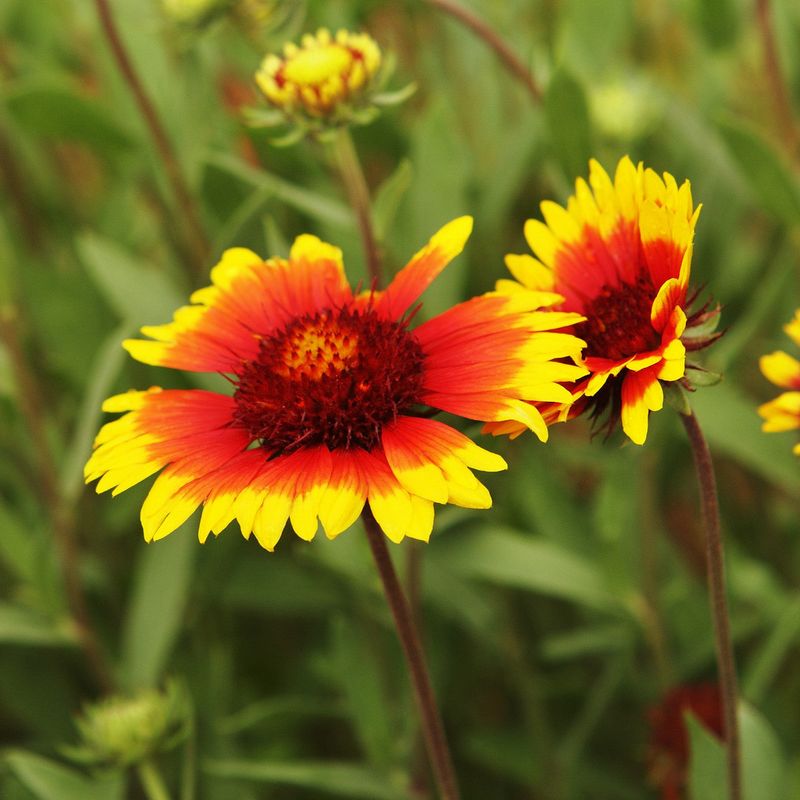 Gaillardia