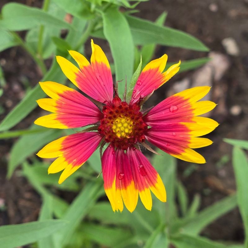 Gaillardia