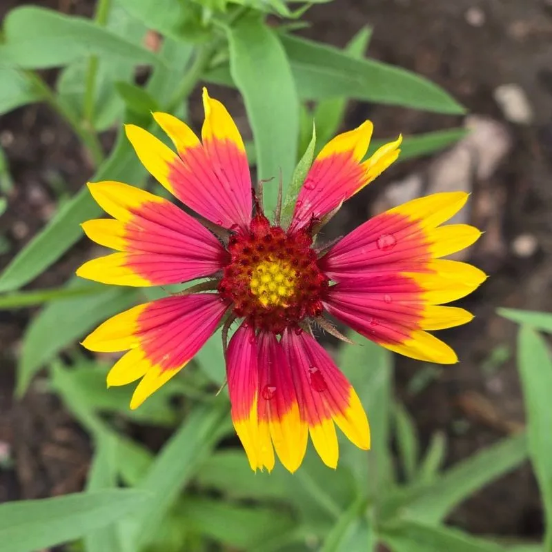 Gaillardia