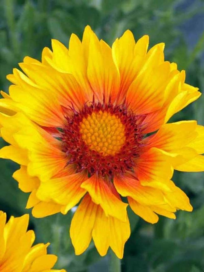 Gaillardia
