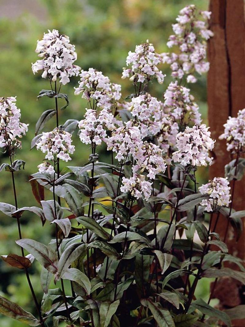 Penstemon (Beardtongue)