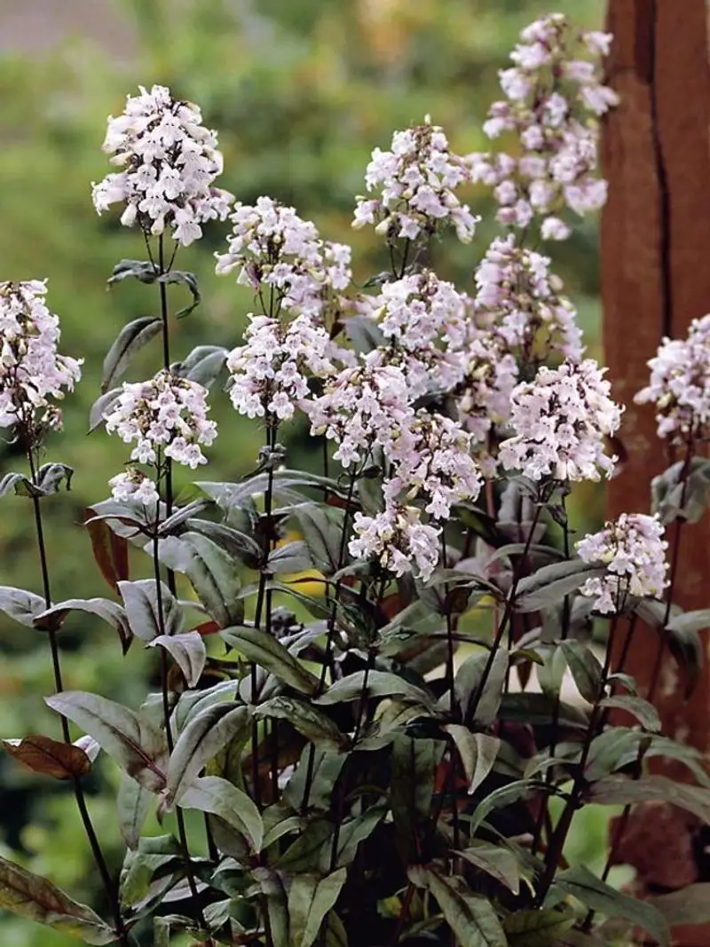 Penstemon (Beardtongue)