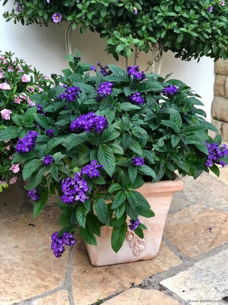 Garden Heliotrope