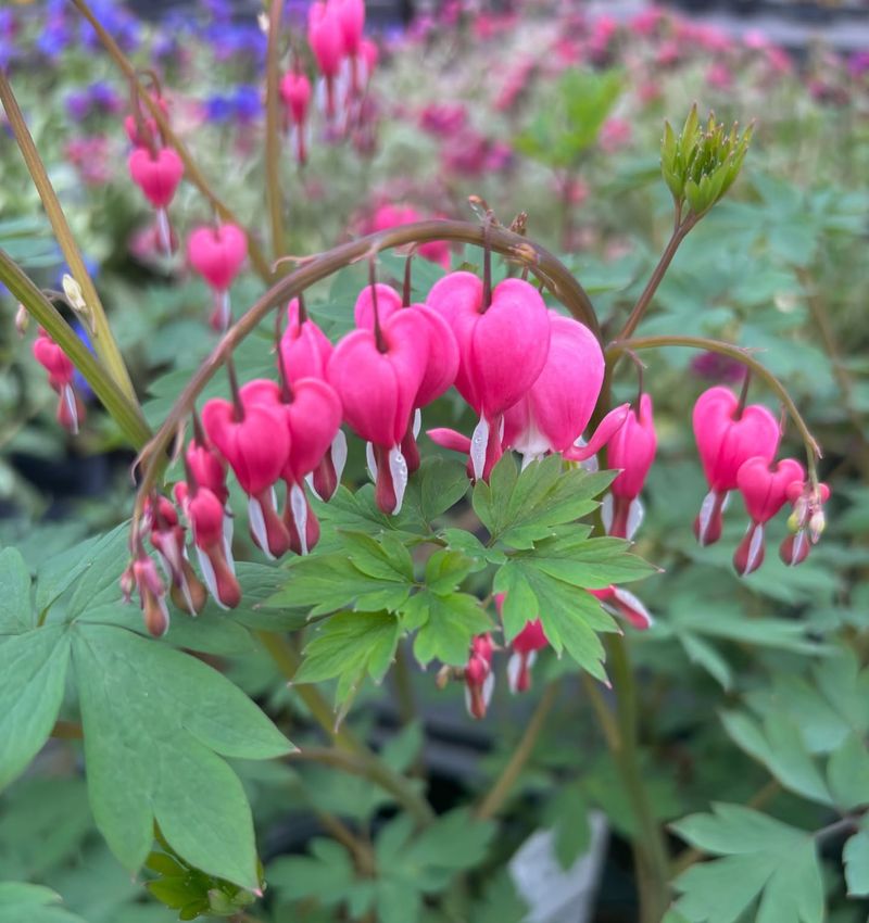 Bleeding Heart (Dicentra)