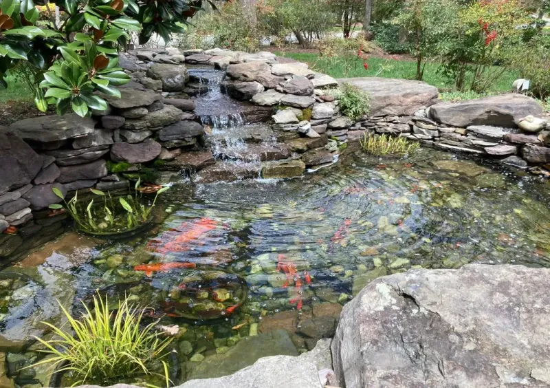 Garden Pond