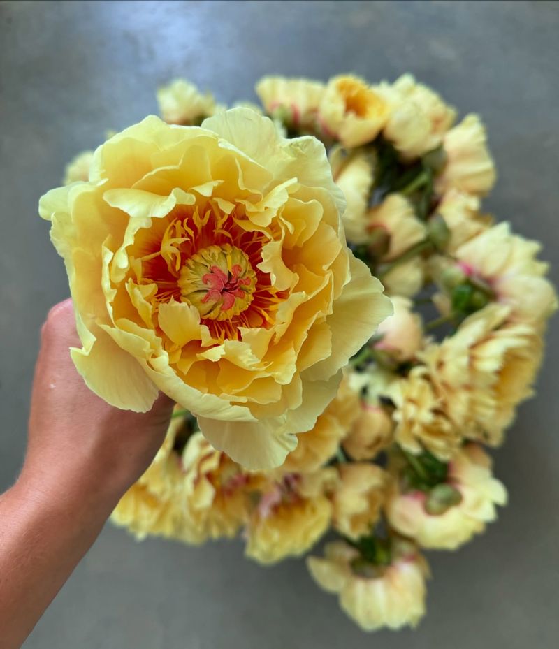 Garden Treasure Peony