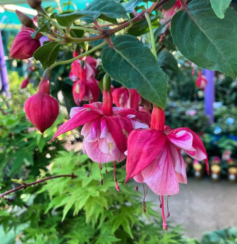 Fuchsia