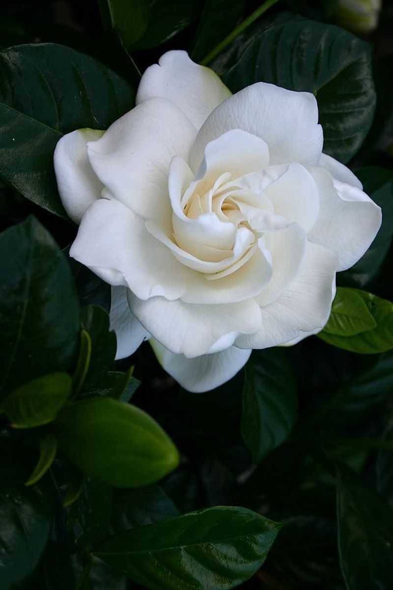 Gardenia