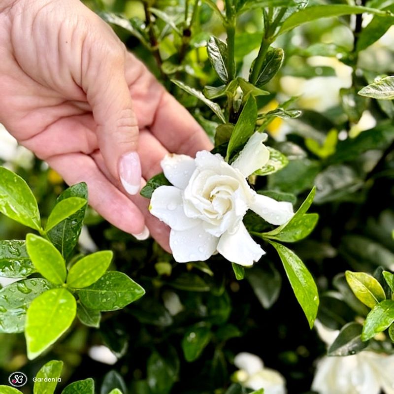 Gardenia