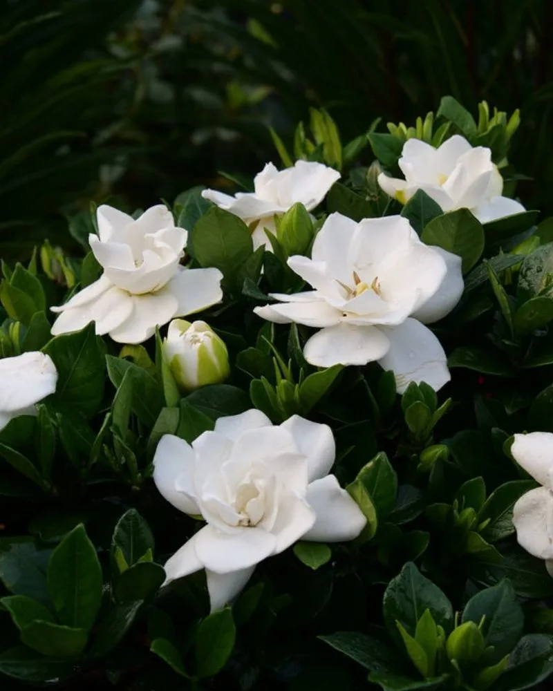 Gardenia