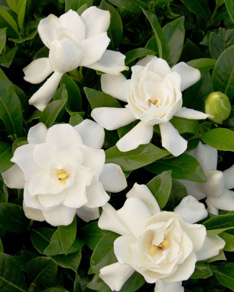 Gardenia
