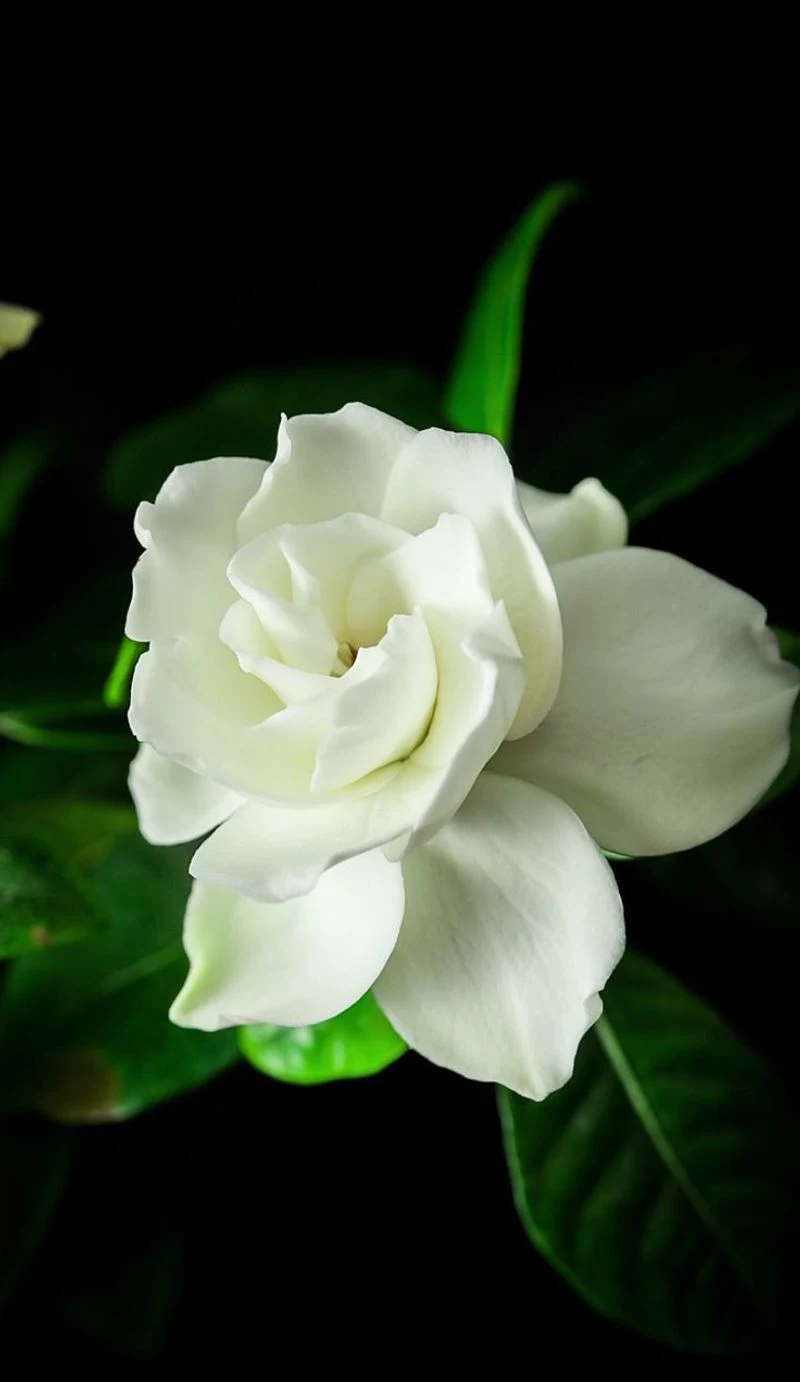 Gardenia