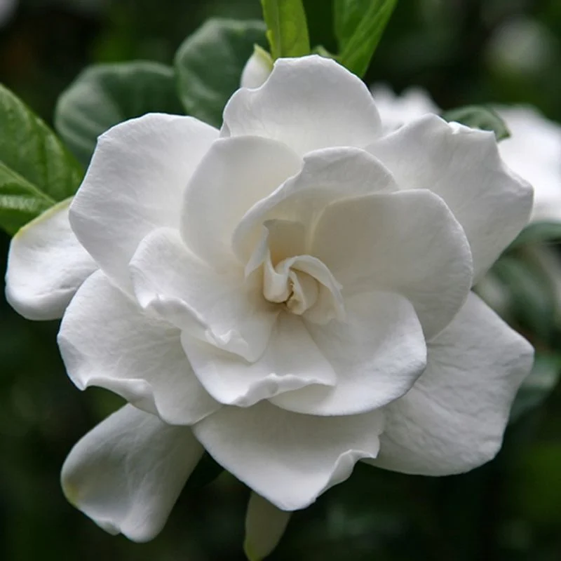 Gardenia