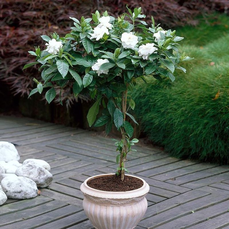 Gardenia