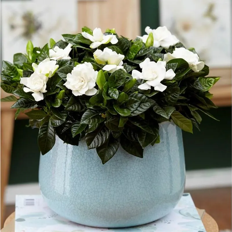 Gardenia