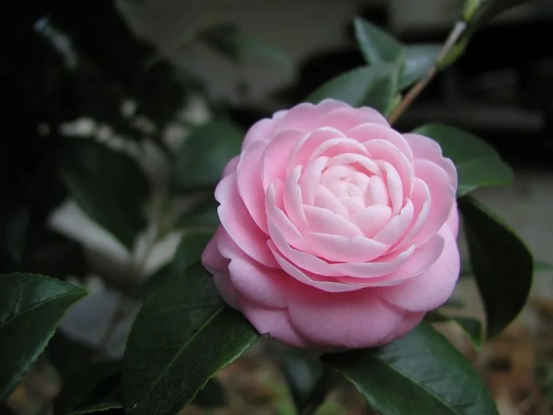 Gardenia
