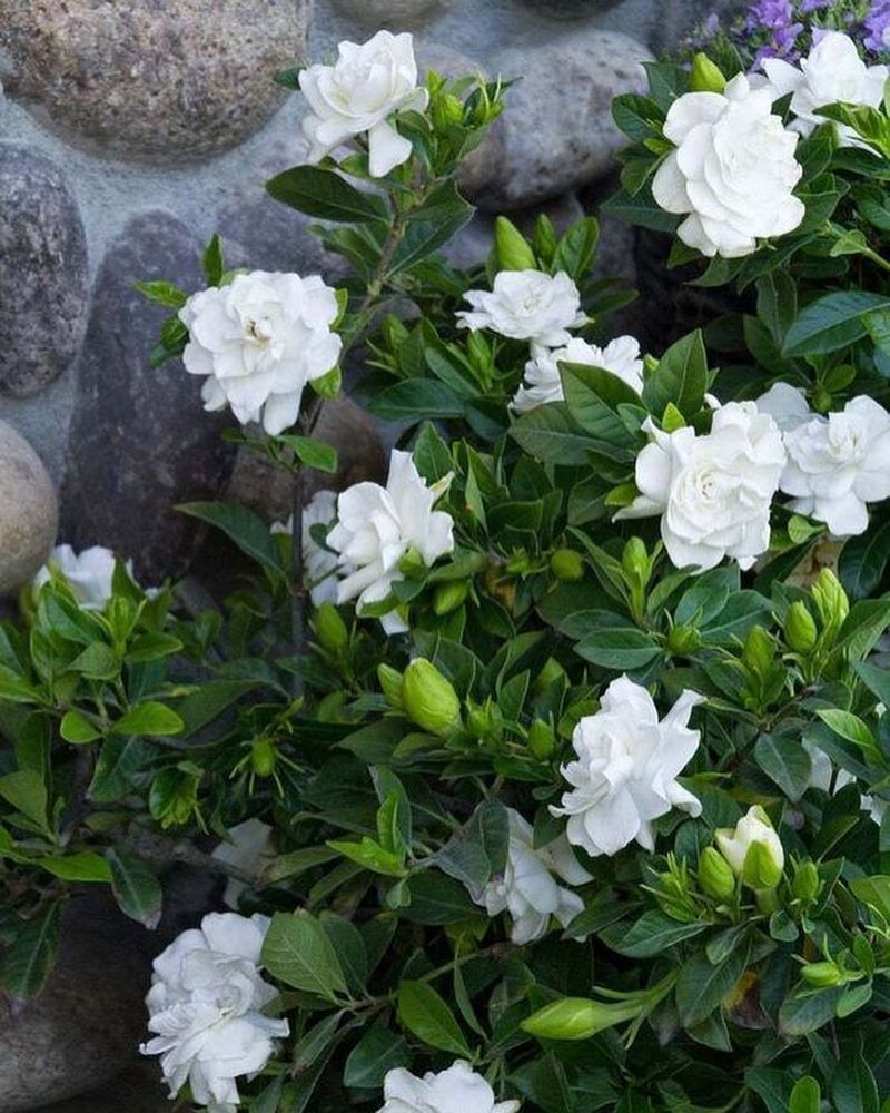 Gardenia