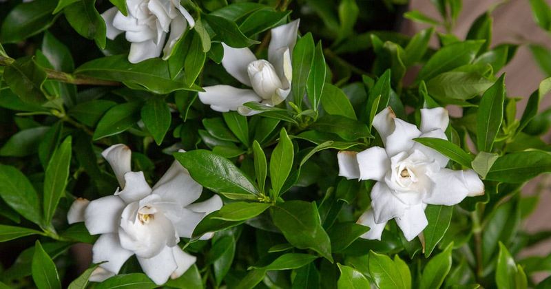Gardenia