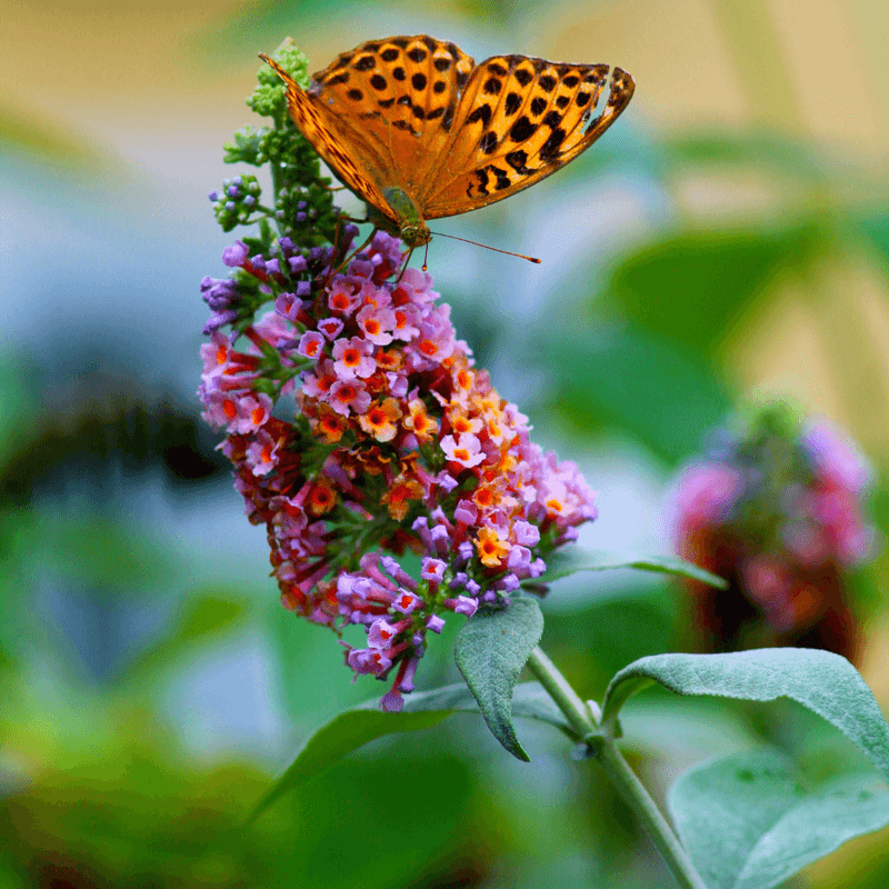Butterfly Bush