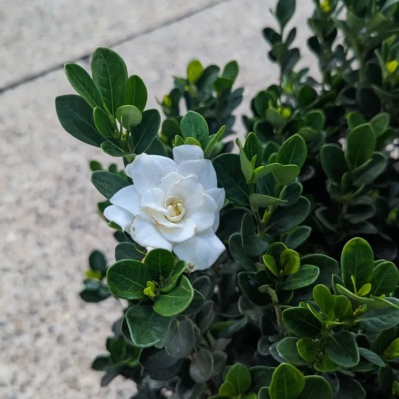 Gardenias