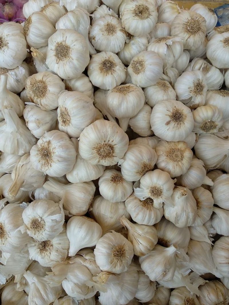 Garlic