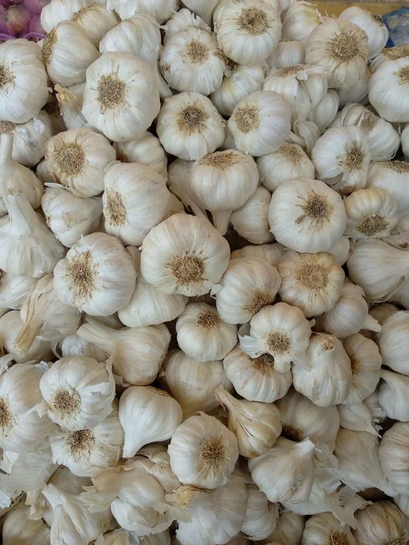 Garlic