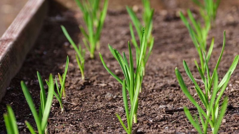 Garlic