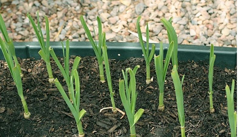 Garlic