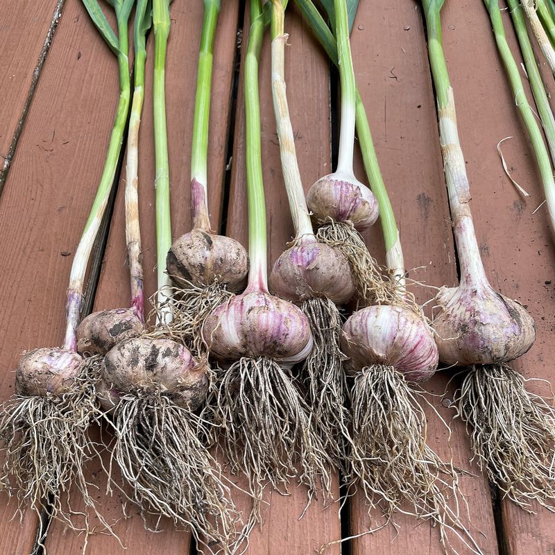 Garlic