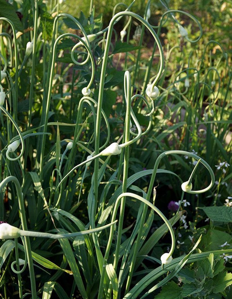 Garlic