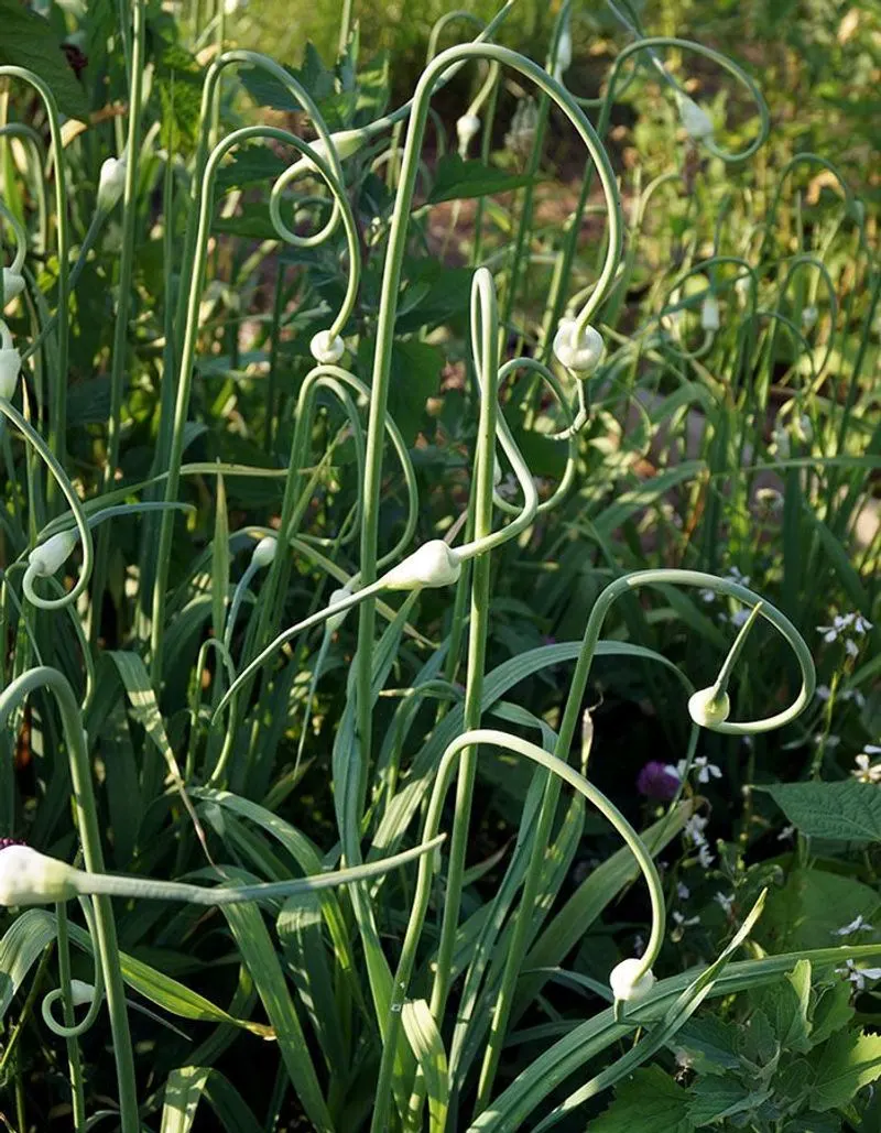 Garlic