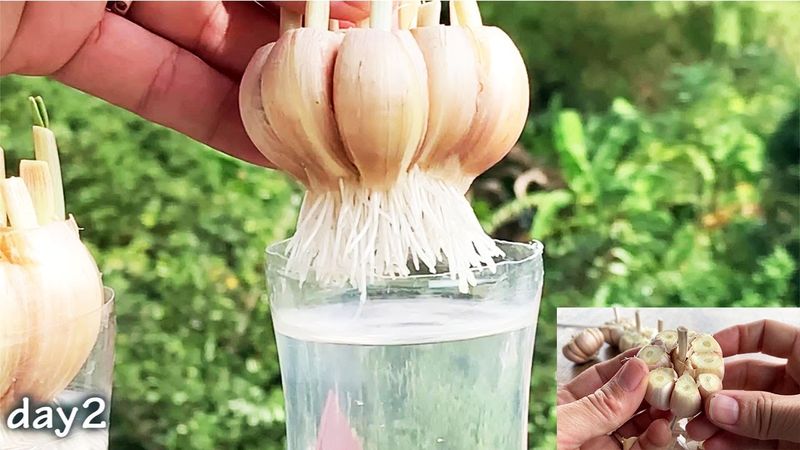 Garlic
