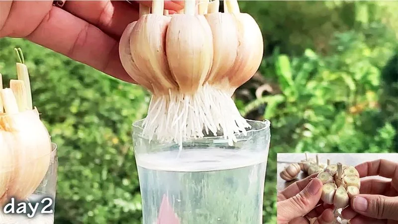 Garlic