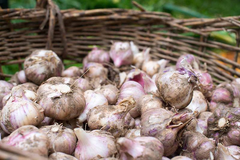 Garlic