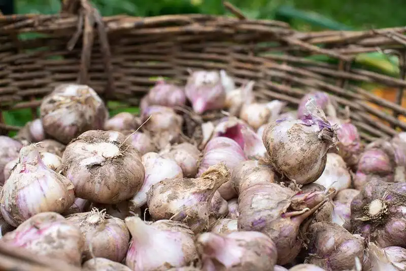 Garlic