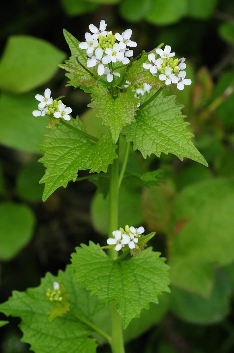 Garlic Mustard