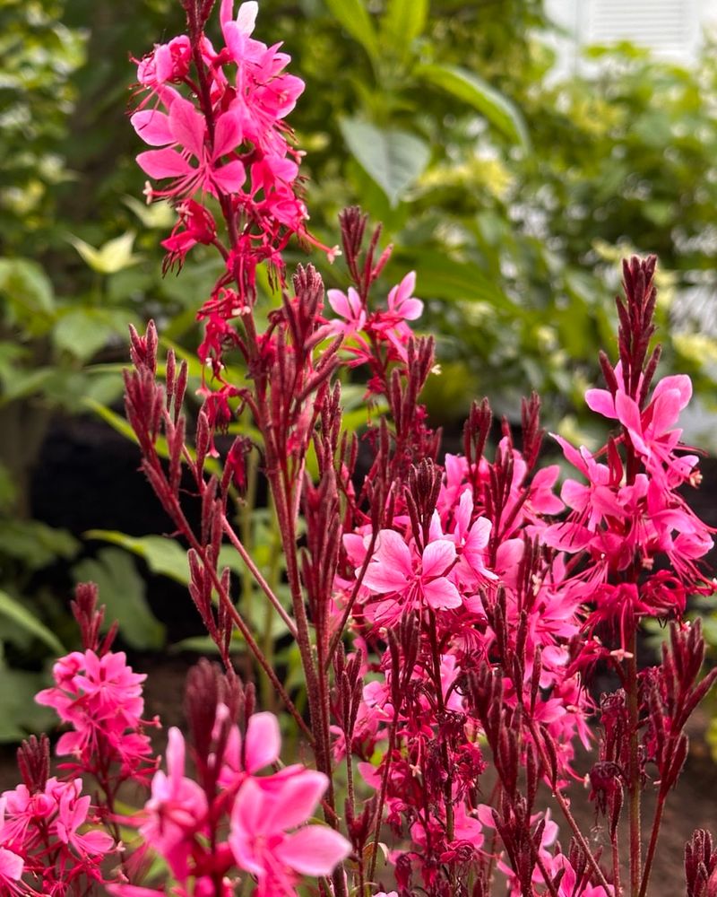 Gaura