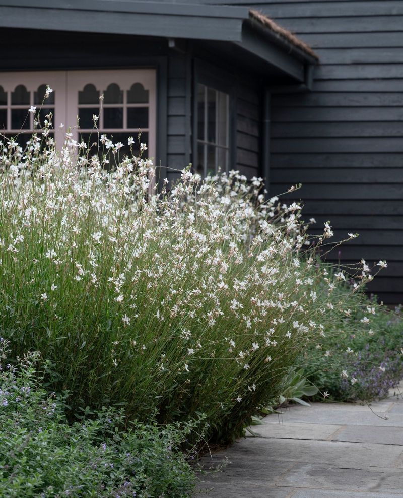 Gaura