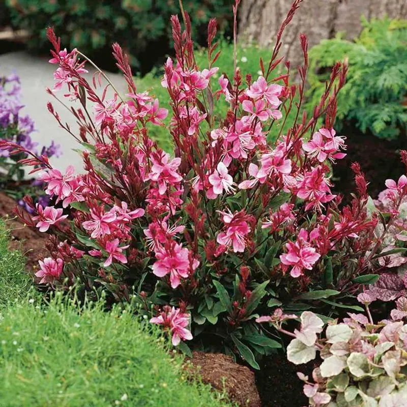 Gaura