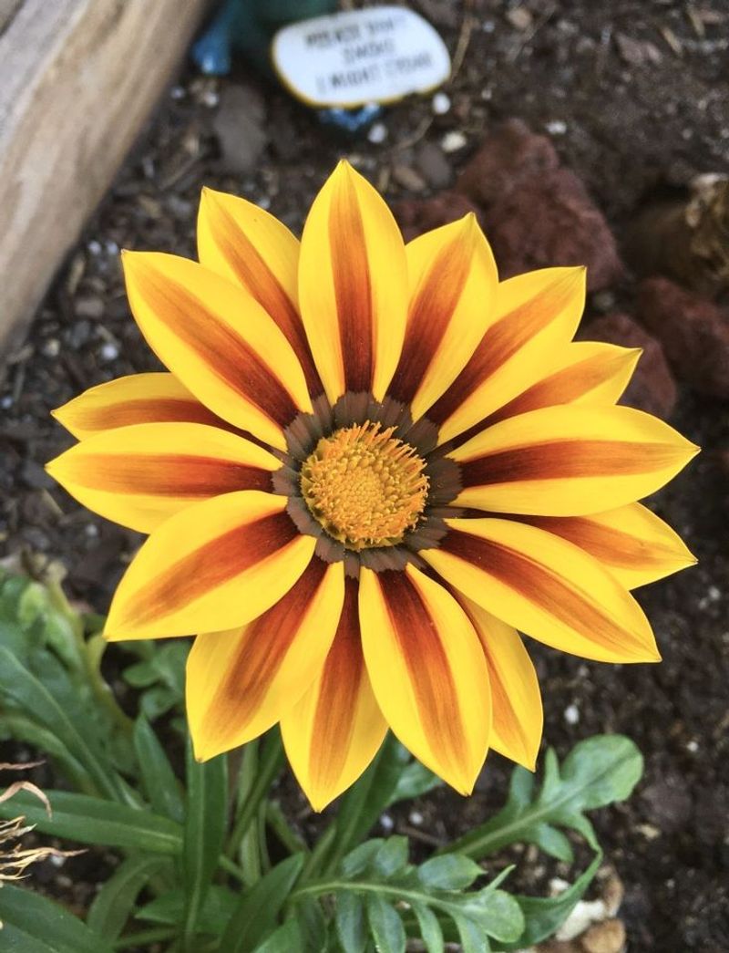 Gazania