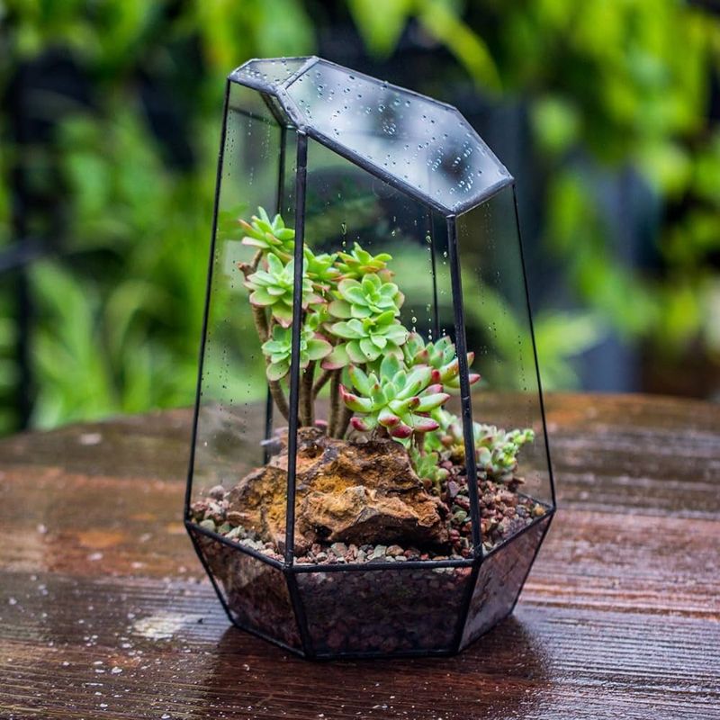 Geometric Terrariums