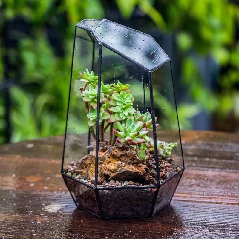 Geometric Terrariums